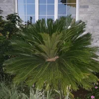 فروش برگ سیکاس ماده