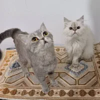 گربه بریتیش و پرشین ماده