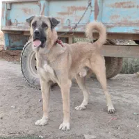 سگ‌‌پژدر‌