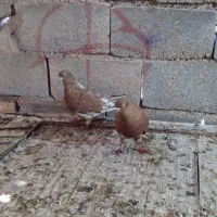 کلی ای جفت نر ماده جفت|پرنده|چمران, |دیوار