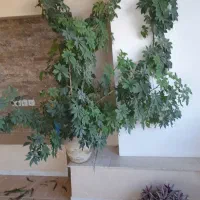 گل طبیعی و خانگی|گل و گیاه طبیعی|اشنویه, |دیوار