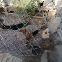 مرغ وخروس