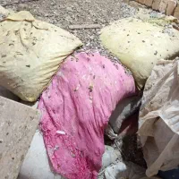 کبوتر  وکود حیوانی کبوتر در روستای خیراباد