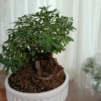 گل بن سای