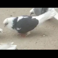 کفتر گمشده|حیوانات|نهاوند, |دیوار