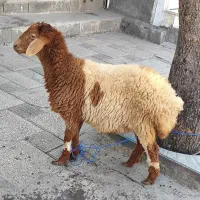 قصابی و کشتار گوسفند و گاو درمحل ارزان