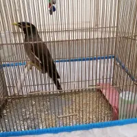 یک عدد مرغ مینا نیمه دستی