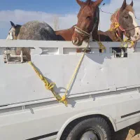 خریدوفروش اسب|اسب و تجهیزات اسب‌سواری|خاوه, |دیوار