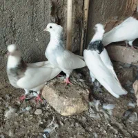 طوقی|پرنده|رودان, |دیوار