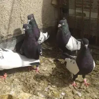 کبوتر بهبهانی|پرنده|زرین دشت (فارس), |دیوار