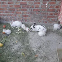 فروش خرگوش|موش و خرگوش|بوکان, |دیوار