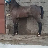 کره نریان کرد درجه یک