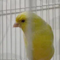 ماده سوپری اماده