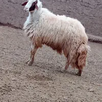 قوچ‌ سنجابی