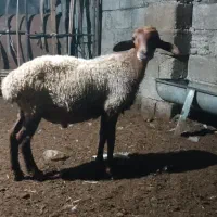 بره نر پای پروار