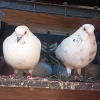 کفتر جوجه کشی.عالی|پرنده|گرمسار, |دیوار