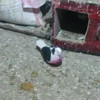 کبوتر|پرنده|نوشین شهر, |دیوار