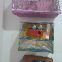 مرغ عشق کوهچنار