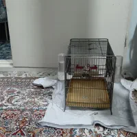 سهره سه سال قفس برای فروش|پرنده|قم, وادی السلام|دیوار