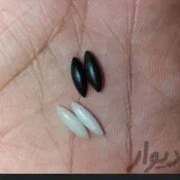 مهره و سنگ اصلی|جواهرات|بندر دیر, |دیوار