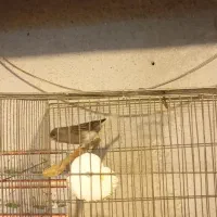 قناری نر مست|پرنده|رشت, رودباری|دیوار