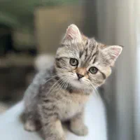 گربه های عروسکی جذاب|گربه|اهواز, کیانپارس |دیوار