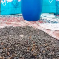 مرکز فروش کشمش آبگیری،کشمش سبز و طلایی،شیره انگور|خوردنی و آشامیدنی|تهران, شهران جنوبی|دیوار