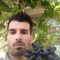 پیوند درختان|خدمات باغبانی و درختکاری|ملایر, |دیوار