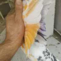 یه جفت کله دم سبز ازهرنظر عالی|پرنده|شهریار, رزکان|دیوار