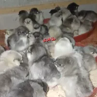 جوجه مرغ و خروس گلین طوسی|حیوانات مزرعه|اصفهان, شهید رجایی|دیوار