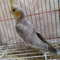 فروش عروس هلندی و طوطی برزیلی|پرنده|جم, |دیوار