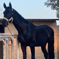 اسب ورزشی دوسر خارجی