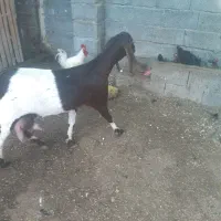 دوبز شیری بدون کهره بفروش میرسد