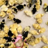 جوجه اردک کاملا سالم