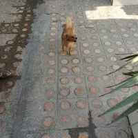 سگ آشپز پامر|سگ|بندرعباس, |دیوار