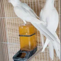 عروس هلندی آلبینو