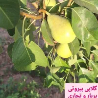 نهال گلابی را گران نخرید
