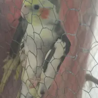فروش عروس و جوجه عروس