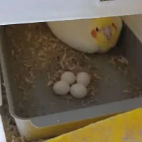 یه جفت عروس هلندی زعفرانی به شرط جوجه|پرنده|سبزوار, باهنر|دیوار