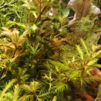 انواع گیاهان پلنت