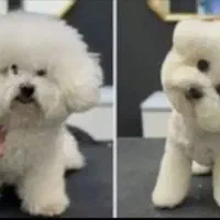 سگ گربه زیبا پامرین ارایشگری زیبایی