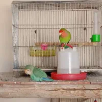 مرغ عشق وکوتوله|پرنده|خمینی‌شهر, |دیوار