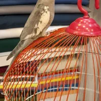 طوطی عروس باقفس