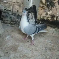 کبوتربدرنگ