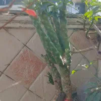 فروش کاکتوس و الوورا