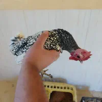 خروس مینیاتوری|پرنده|دره شهر, |دیوار