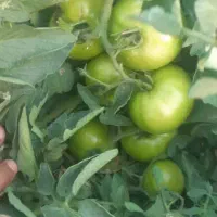 بذر گوجه F1 رقم ۸۰۲۰،عملکرد ۱۸۰ تن، مشابه۸۳۲۰|خدمات باغبانی و درختکاری|کازرون, |دیوار