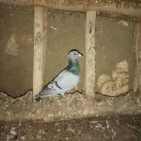 صید قلدر همه پای هم جفتی 500