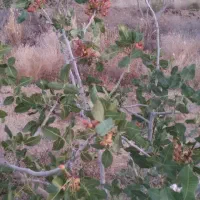 فروش-یک-هکتار-باغ-پسته-15-ساله