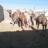 خریدفروش.شترکرشتر